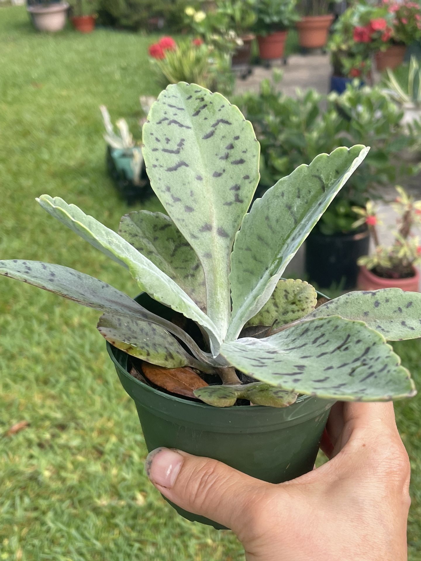 Donkey Ear Kalanchoe/ 4” Pot / Succulents/ Plants