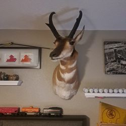 Antelope