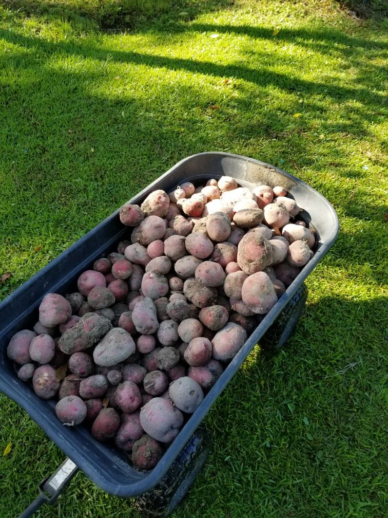 New potatoes