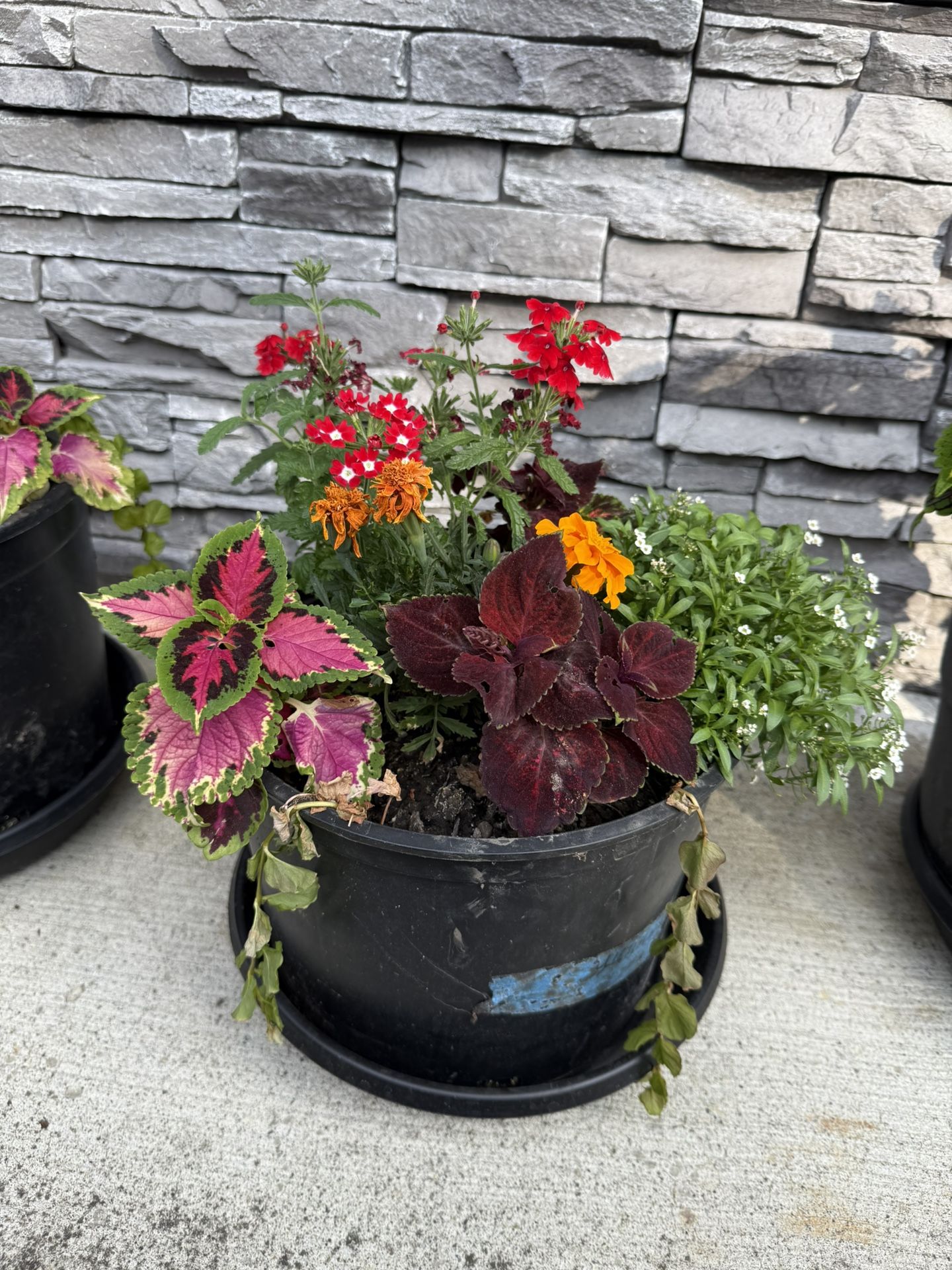 Large Pots Of Coleus Combo Plants Flowers Blooming