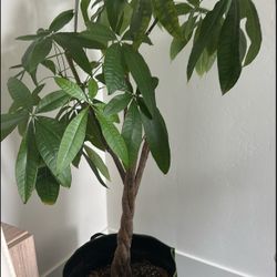 Beautiful Big Size Money Tree - Live And Healthy!