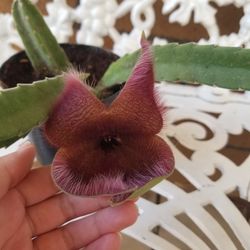 Potted Cactus Plant with Flower  (10/30/24)