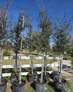 Live Oak Tree 15gallones 