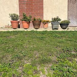 6 Potted Plants (succulants)