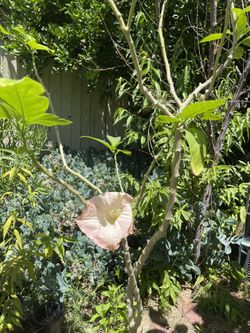 Plant Pink Flowers