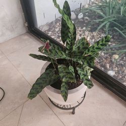 Calathea Rattlesnake Live Potted Plant