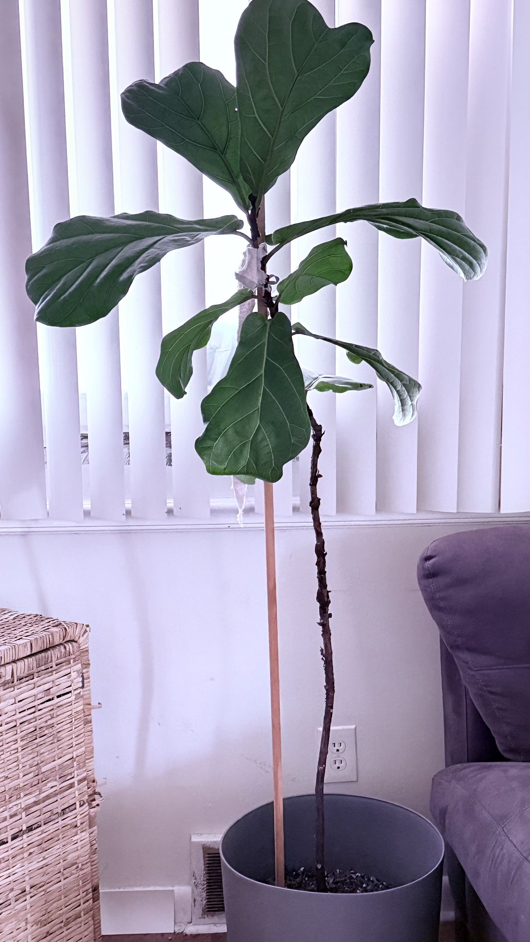 Plants With Stylish Pots