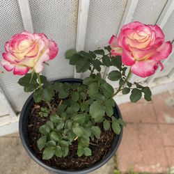 Rosal De Arbusto, Con Flores, En Maceta De 5 Gallones