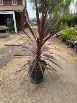Cordyline Red Star 5 gal