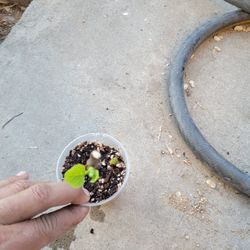 White Madeira Fig Tree 