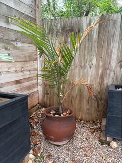 Potted Palm Plant