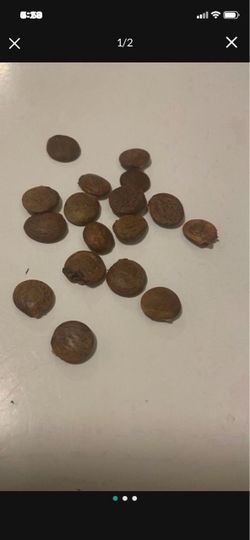 10 Wisteria Vine Seeds Ready To Plant