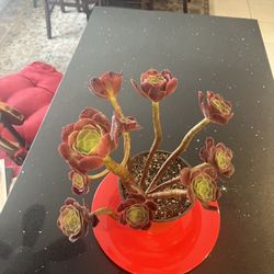 Nice Plant On 6 Inch Plastic Pot $5