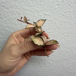 Hoya Lacunosa ‘souma’ Cutting