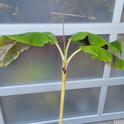 Rare MISI LUKI BANANA TREE 