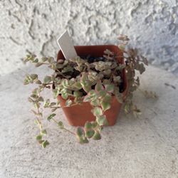 2 Inch Pot Succulent Plant - Rare Sedum Little Missy - Rooted & Established - Drought Resistant 🪴 Great Baby Shower or Wedding Favors 