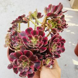 Aeonium Medusa Imported