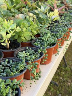 Succulents Plants 4”in Pot 🪴