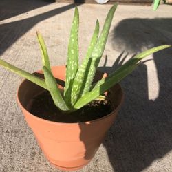 2 Aloe Vera In Pot 