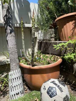 Plumerias-  5 Available At $15-30 Each. Unknown Colors. Located in North Park 92104 