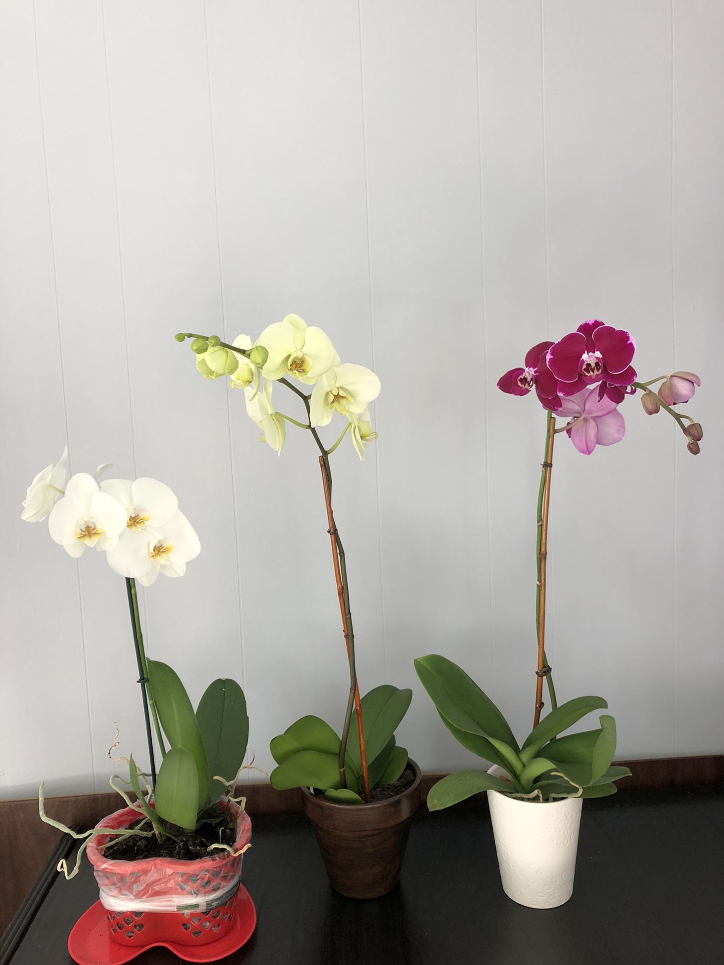 Phalaenopsis Orchid