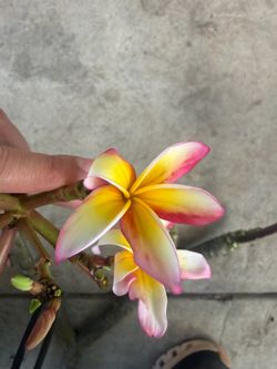 Cutting plumeria