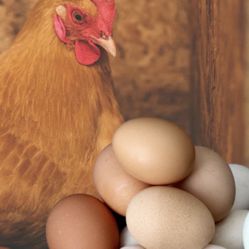 Fresh Eggs For Sale