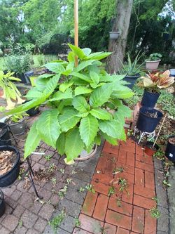 Angel Trumpet