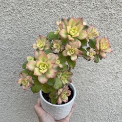 Beautiful Kiwi Aeonium Plant With Pot