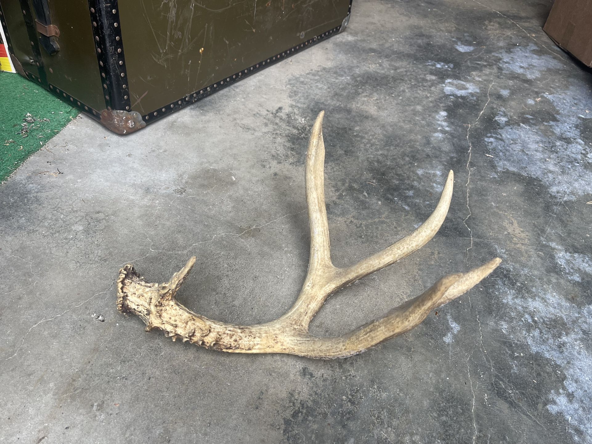 Deer antler decor - authentic