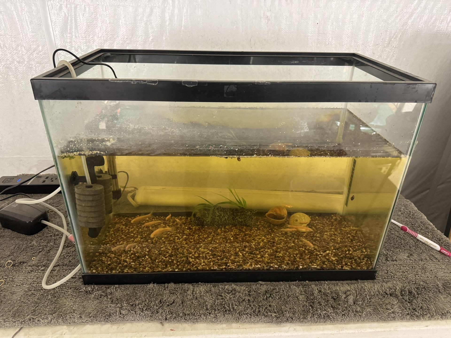 Aquarium Setup - 20 Gal Tank, Heater, Filters, Air Pump