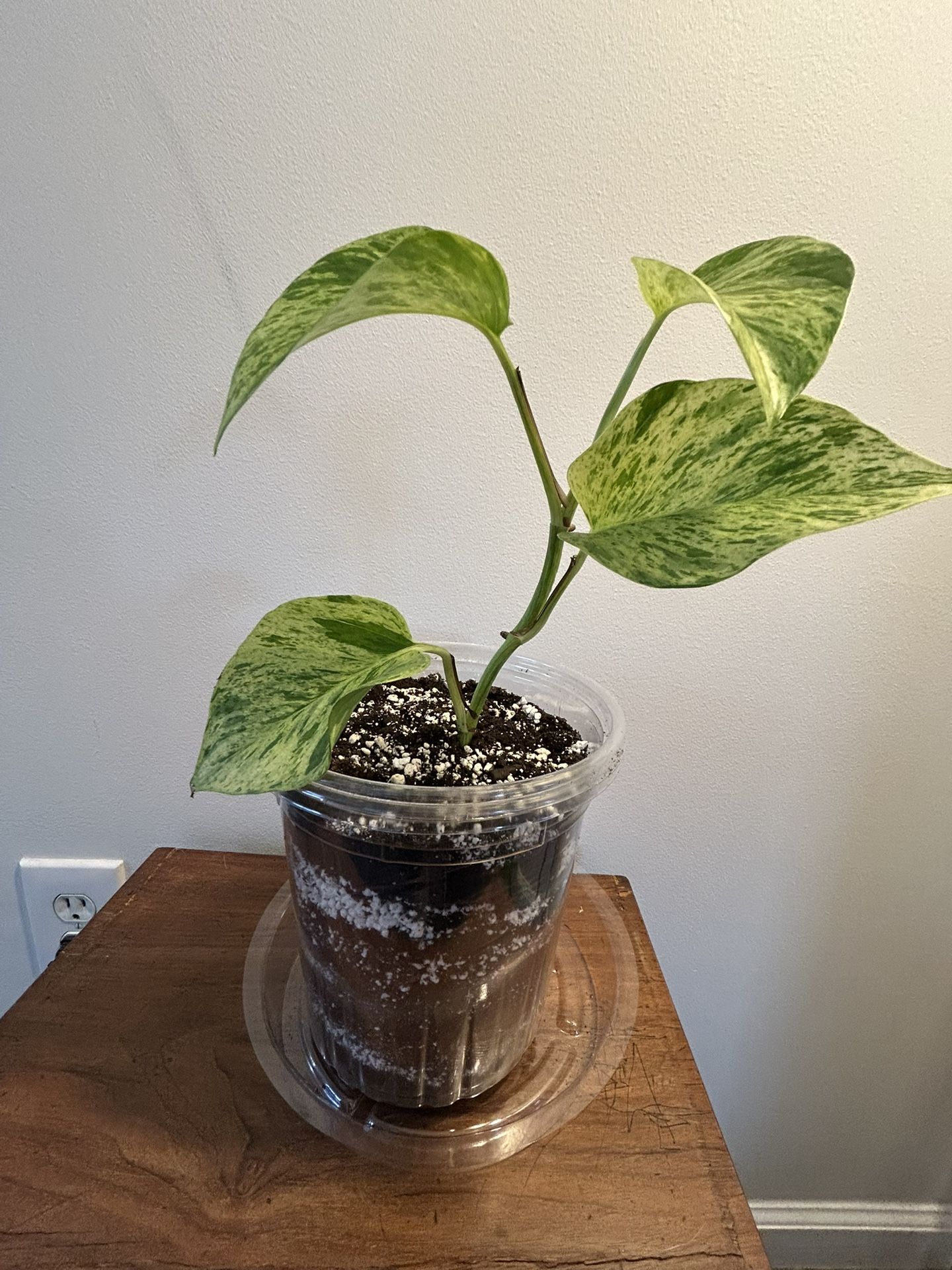 Marble Queen Pothos