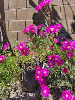 Ice Plant