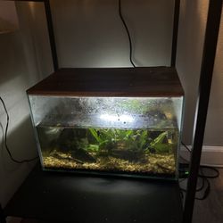 3 Gallon Fish Tank