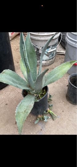 Plantas de magey