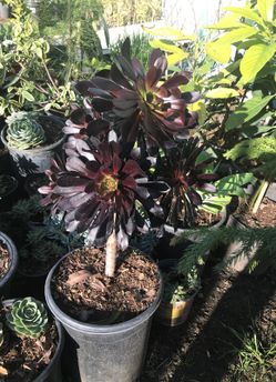 Bonita planta por $15