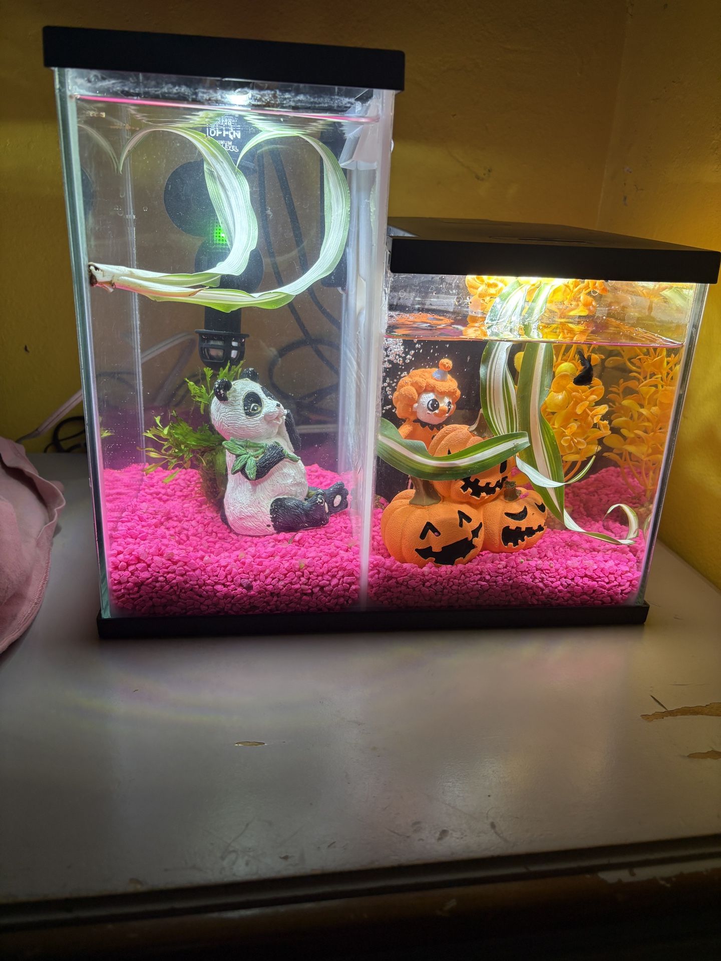 Betta Fish Tank