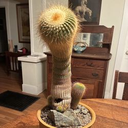 Golden Ball Cactus (Parodia leninghausii) – Mature Curved Specimen in Terracotta Pot
