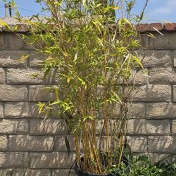 Golden Bamboo 