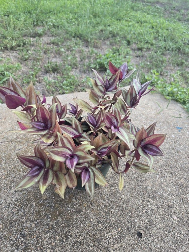 Plants (aloevera,wandering Jew,spider,fiddle Leaf)