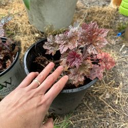 Heuchera Plant