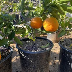 5 Gallon Size- Fruiting Age- Citrus Trees 