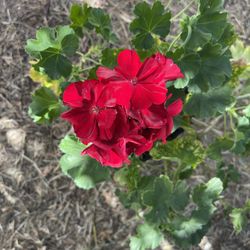 Planta Malva