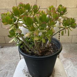 Succulent Plant 1 Foot Tall