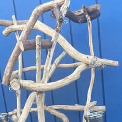 Thick And Curvy Macaw Perch Tree …  Lots Of Gnarly Macaw Chewing And Wing Flapping !! 