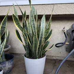 Snake Plant 