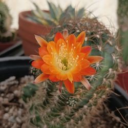 Cactus plant.