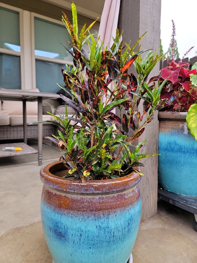 Bush On Fire Exotic Plant Without Pot 