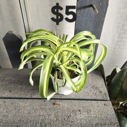 Spider Plant 