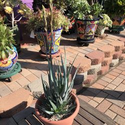 Blue Elf Aloe Succulent Plant 